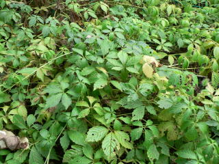 跡見群芳譜(野草譜 アマチャヅル)